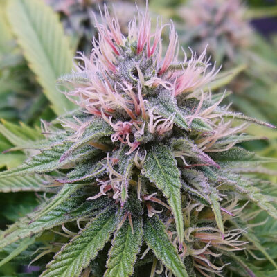 01 - Cannabis Light fioritura settimana 5