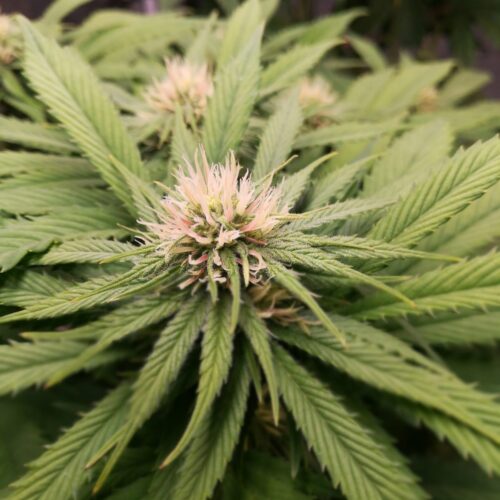 01 - Cannabis Light fioritura settimana 3