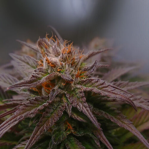 01 - Cannabis Light fioritura settimana 4