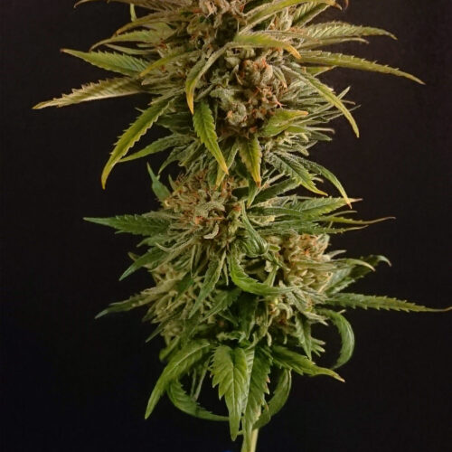 01 - Cannabis Light Vicenza Mary Jane
