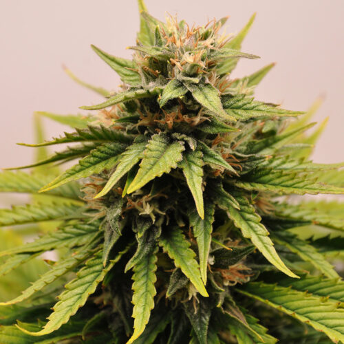 01 - Cannabis Light fioritura settimana 5
